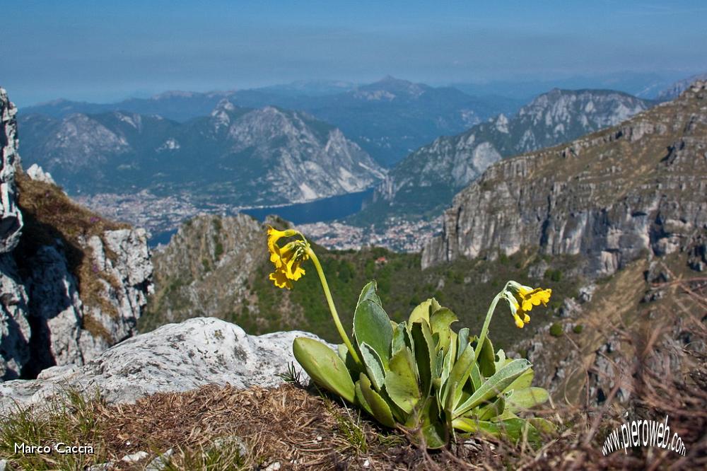 13_Primula Auricola.jpg